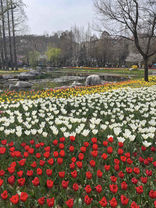 中山公園青島鬱金香美暈了