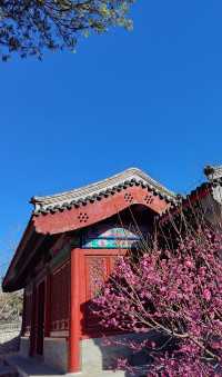 走近香山，走進春天