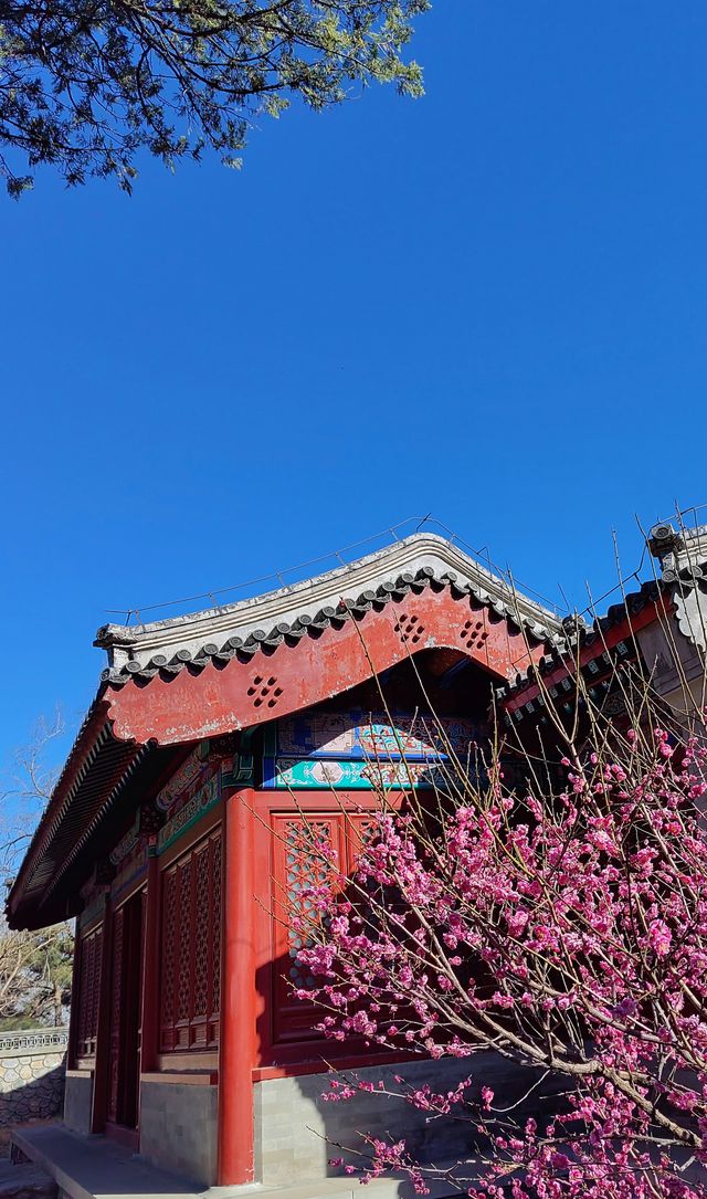 走近香山，走進春天
