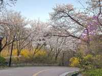 🌸首爾南山公園，藏在城央的櫻花秘境