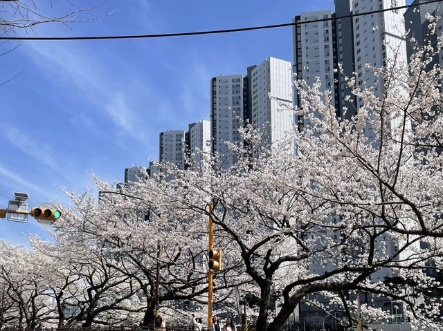 🌸釜山溫泉川市民公園，櫻花夢幻之約🌸