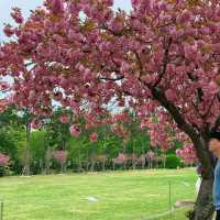 🌸釜山櫻花終極浪漫！復瓣櫻花壓軸綻放太絕美啦～