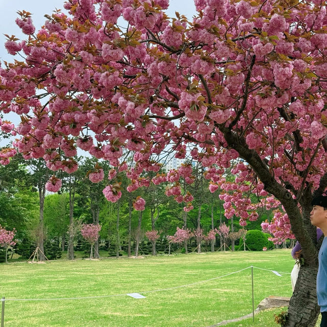 🌸釜山櫻花終極浪漫！復瓣櫻花壓軸綻放太絕美啦～