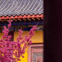 藏在貴陽寺廟裡的櫻花秘境！西普陀寺春日限定太絕了