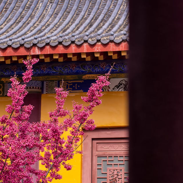 藏在貴陽寺廟裡的櫻花秘境！西普陀寺春日限定太絕了