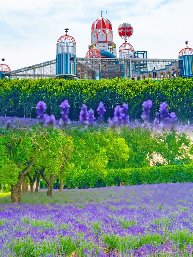 七萬株薰衣草同時綻放🪻5月限定夢幻花海全攻略
