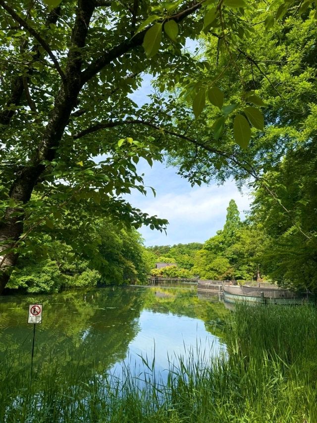 東京井之頭恩賜庭園交通全攻略：暢遊都市森林的愜意路徑 