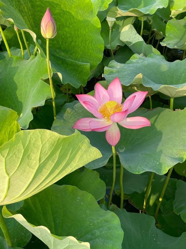 靈川賞荷靚到爆