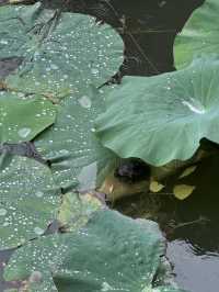 雨中漫步圓明園
