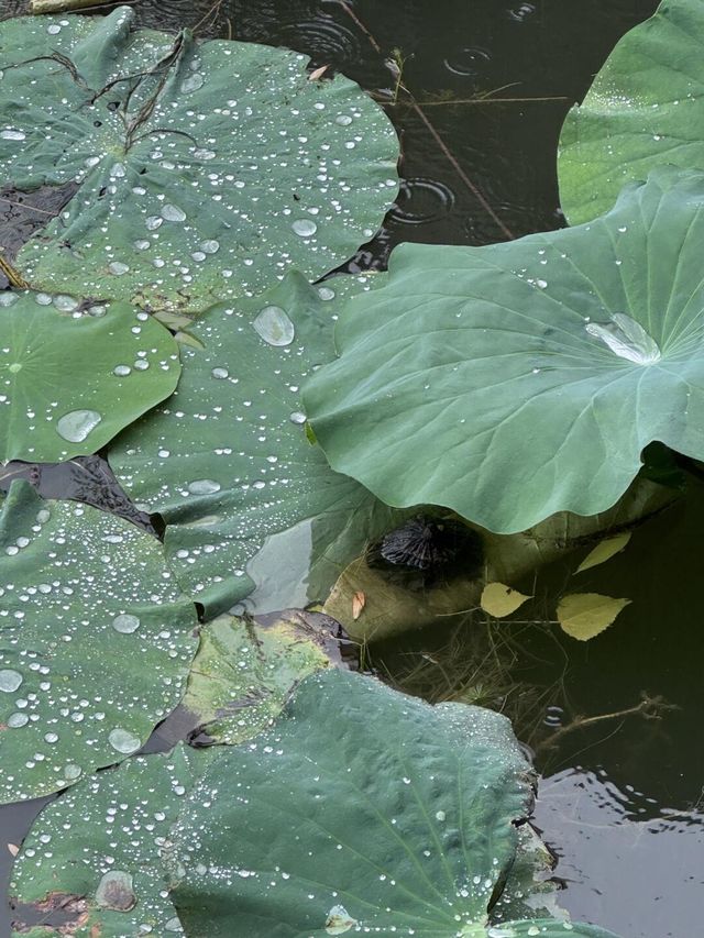 雨中漫步圓明園