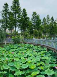 無錫賞荷天花板！雲林生態體育公園攻略