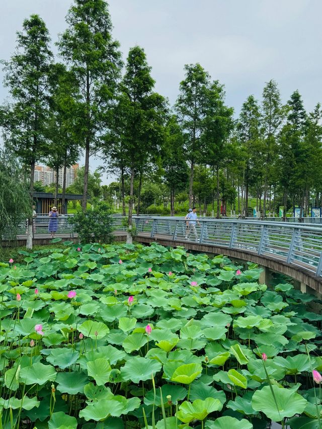 無錫賞荷天花板！雲林生態體育公園攻略