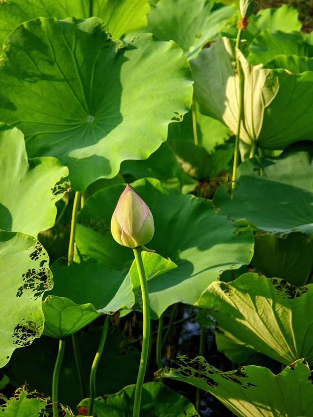 昆山也有小洱海水之韵公園攻略