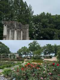 為咗影呢條梧桐大道，特登去咗南京一趟