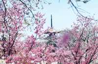 武漢櫻花暴擊！東湖呢場粉紅雪崩，靚到犯規