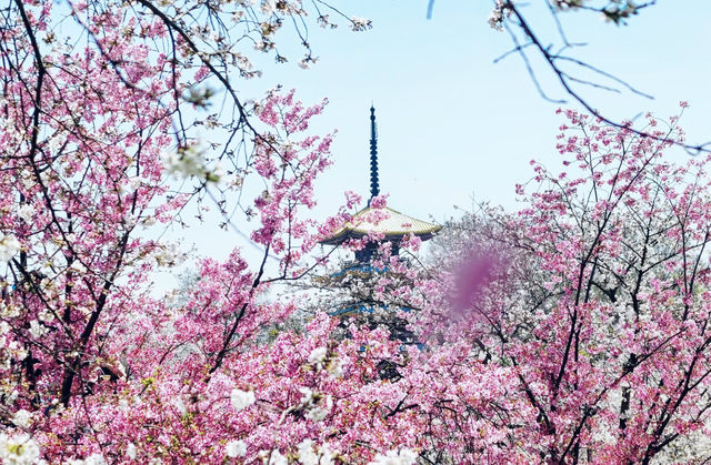 武漢櫻花暴擊！東湖呢場粉紅雪崩，靚到犯規