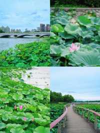 合肥賞荷攻略｜夏日限定版城市美學
