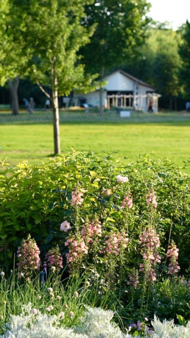 莫奈花園真係靚到喊