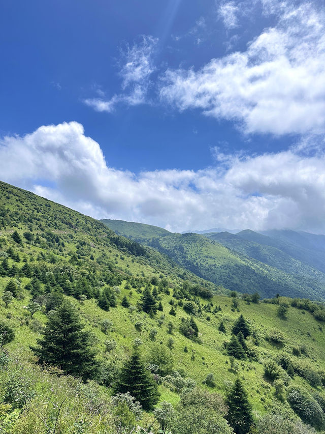 神農架帶寵物避暑遊｜一貓一狗的清涼假期