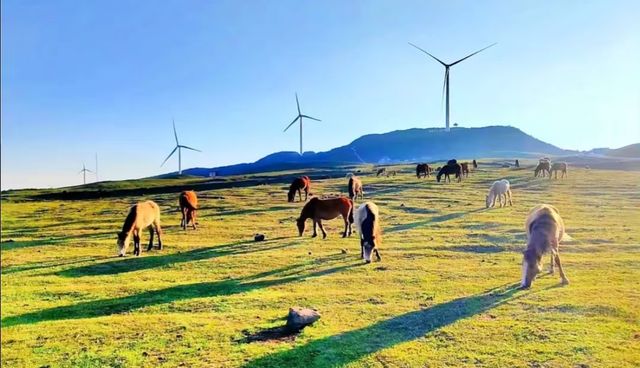 19℃的雲端秘境！六盤水4天3晚深度遊：草原佛光、火把狂歡、峽谷奇觀全收錄！ 北緯26°的天然