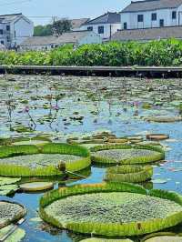 夏日漫遊計劃上海奉賢區8大原創景點攻略
