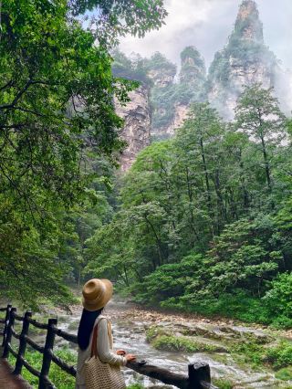 Zhangjiajie Golden Whip Stream: A Serene and Cool Escape, More Stunning than the Hallelujah Mountain!