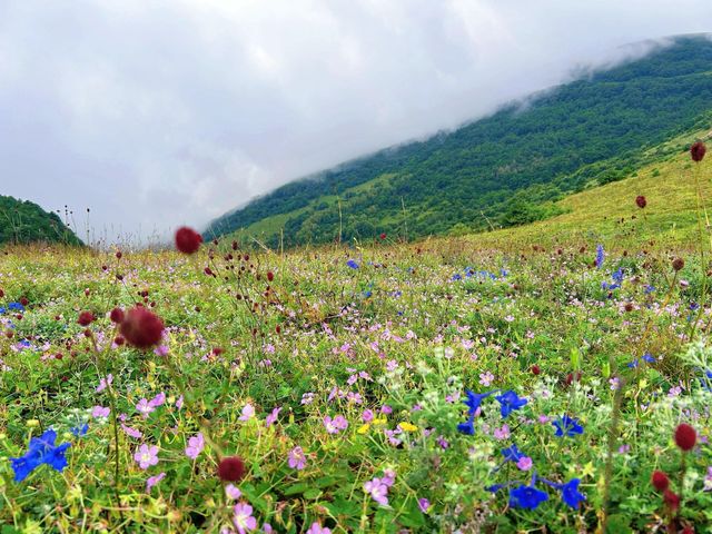 洛陽周邊15℃超冷雲端草原怕冷人慎入！