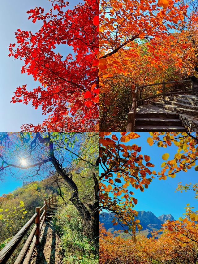 姊妹們！坡峰嶺嘅紅葉瘋咗啦！上帝打翻調色盤都冇咁狂野！