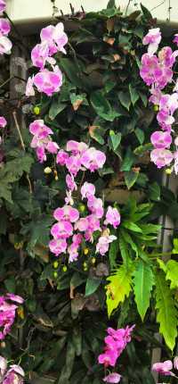 世博溫室花園