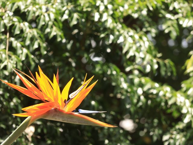 昆明靈魂的後花園——翠湖公園