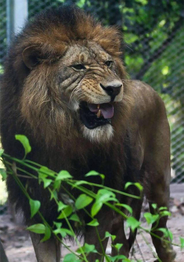 重慶動物園秋日蟲動時裝秀