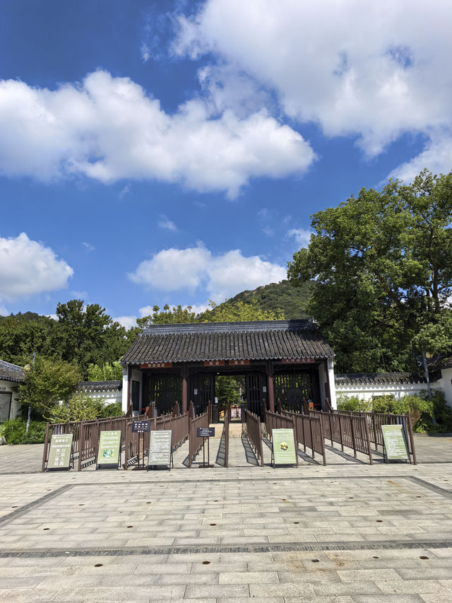 意外之喜!天平山沒看到紅楓,卻被一群大白鵝圈粉了 意外之喜!天平山沒看到紅楓,卻被一群大白鵝圈粉了