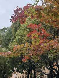雨後仙境！昆明瀑布公園的秋日限定風景