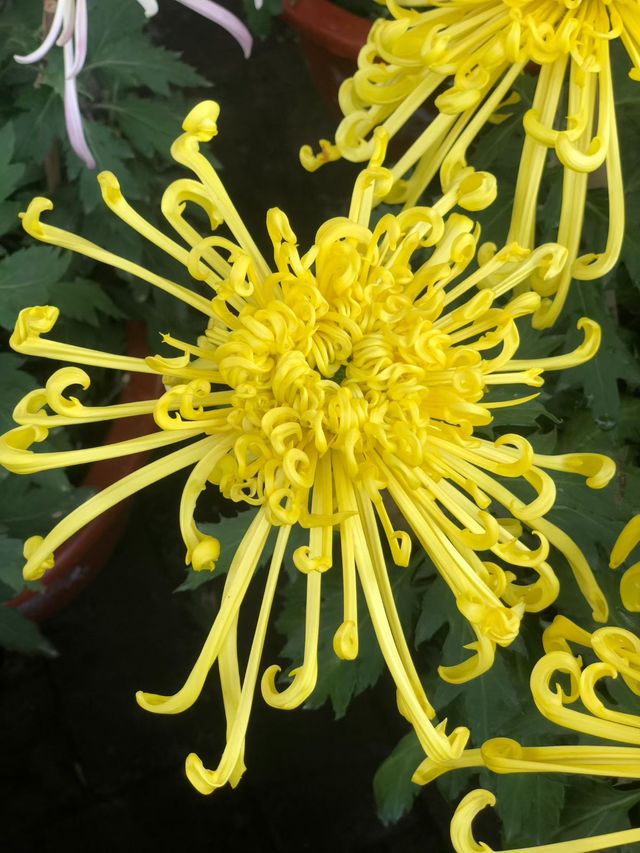 清明上河園絕美菊花展