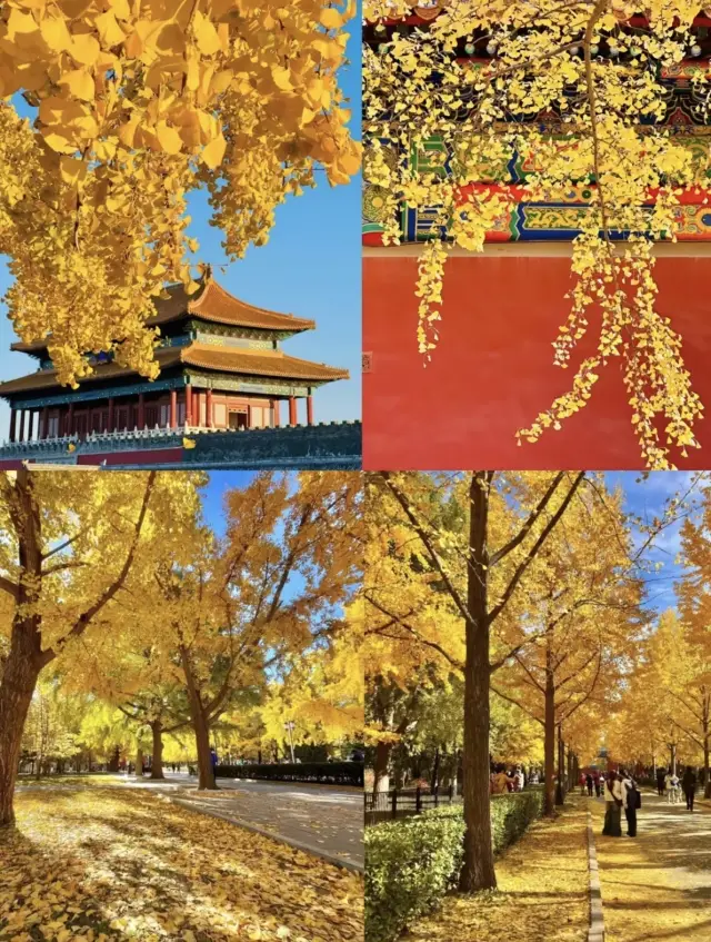 2025北京賞秋8大必打卡地| 邂逅京城的秋日