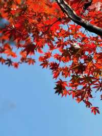紅牆金瓦撞上滿山紅葉岳麓書院美到窒息！山頂俯瞰長沙城景絕