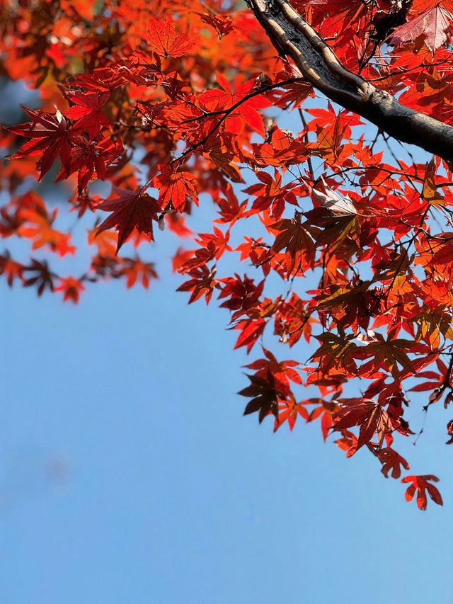 紅牆金瓦撞上滿山紅葉岳麓書院美到窒息！山頂俯瞰長沙城景絕