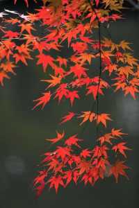 藏在遼東的「楓葉秘境」,老邊溝的秋紅醉了時光