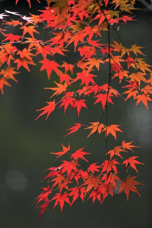 藏在遼東的「楓葉秘境」,老邊溝的秋紅醉了時光 藏在遼東的「楓葉秘境」,老邊溝的秋紅醉了時光