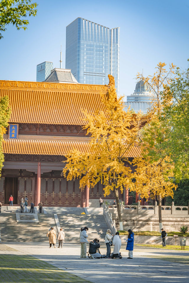 來南京絕對不可錯過的拍照打卡聖地拍銀杏樹。 來南京絕對不可錯過的拍照打卡聖地拍銀杏樹。