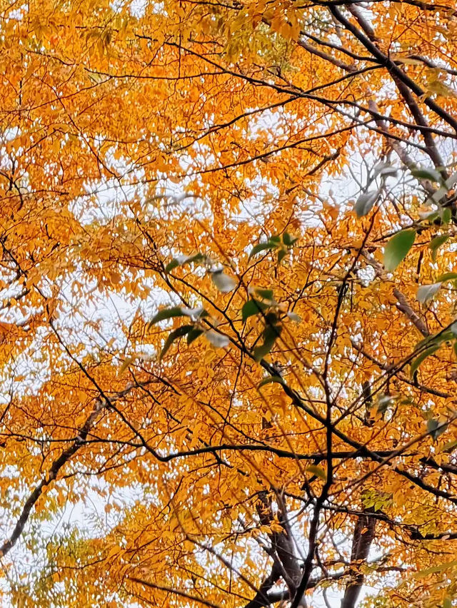 秋天不去米倉山，真對不起這滿山紅透的楓葉！