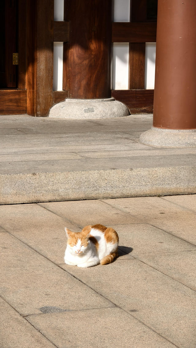 寶山寺紅楓全攻略 寶山寺紅楓全攻略