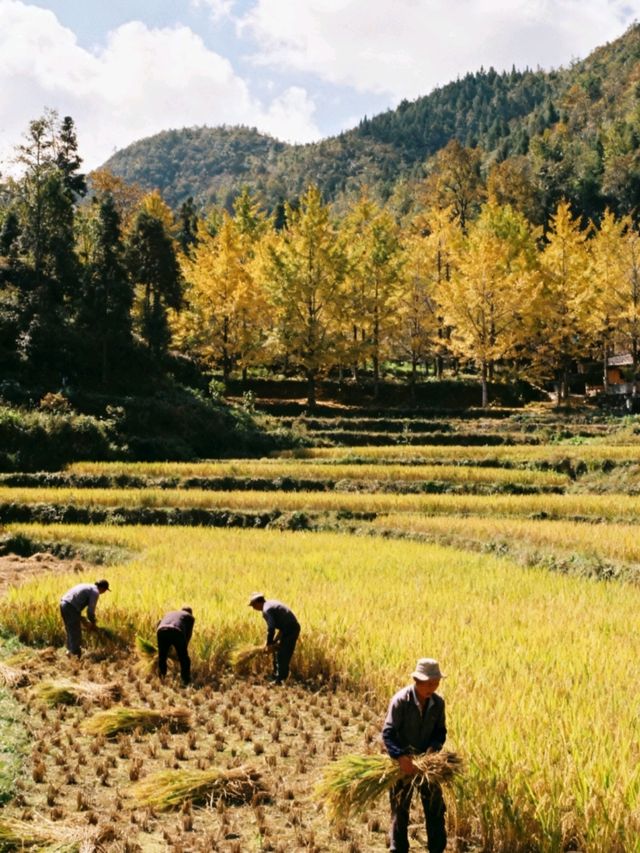探秘11月貴州妥樂村：世界古銀杏之鄉的金色靜美