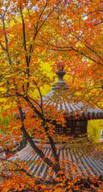 北京最美之秋——北京頤和園