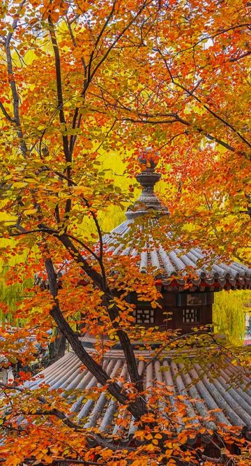 北京最美之秋——北京頤和園 北京最美之秋——北京頤和園