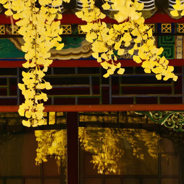 🍁주총 공원, 자금성보다 아름다운 은행나무 벽담 🍁주총 공원, 자금성보다 아름다운 은행나무 벽담