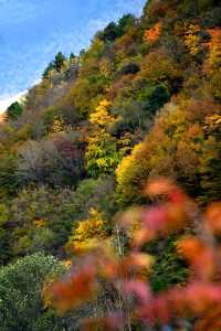 這裡的秋色不等人