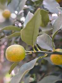 長沙日式庭院風酒店必住