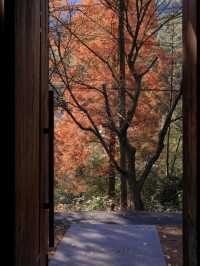 莫干山秋天的2種打開方式(附路線攻略)