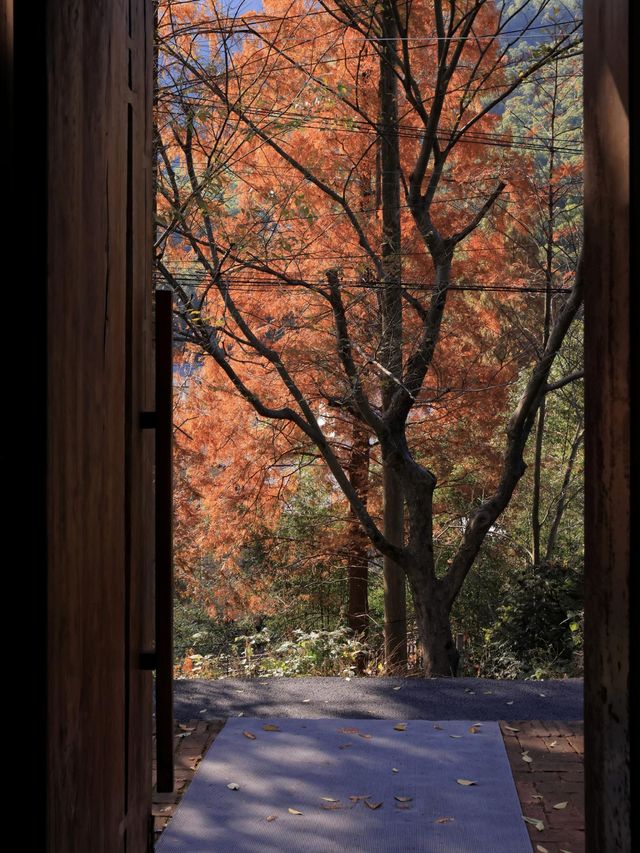 莫干山秋天的2種打開方式(附路線攻略) 莫干山秋天的2種打開方式(附路線攻略)